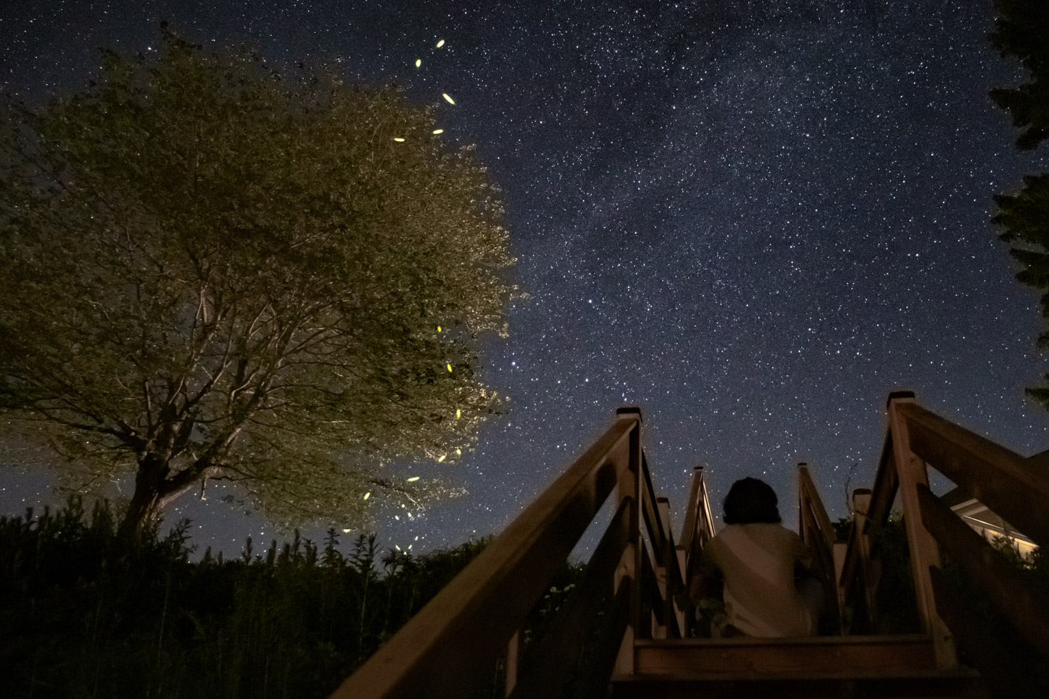 a dotted swirly firefly trail in front of a tree on a clear starry night